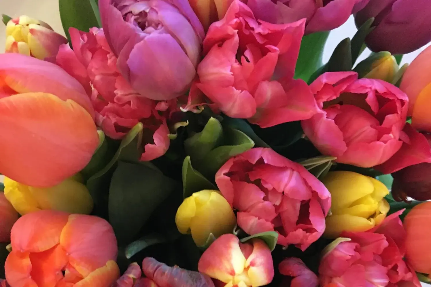 Bunte Tulpenblüten / Ansicht eines Blumenstrauß bestehend nur aus Tulpen von oben